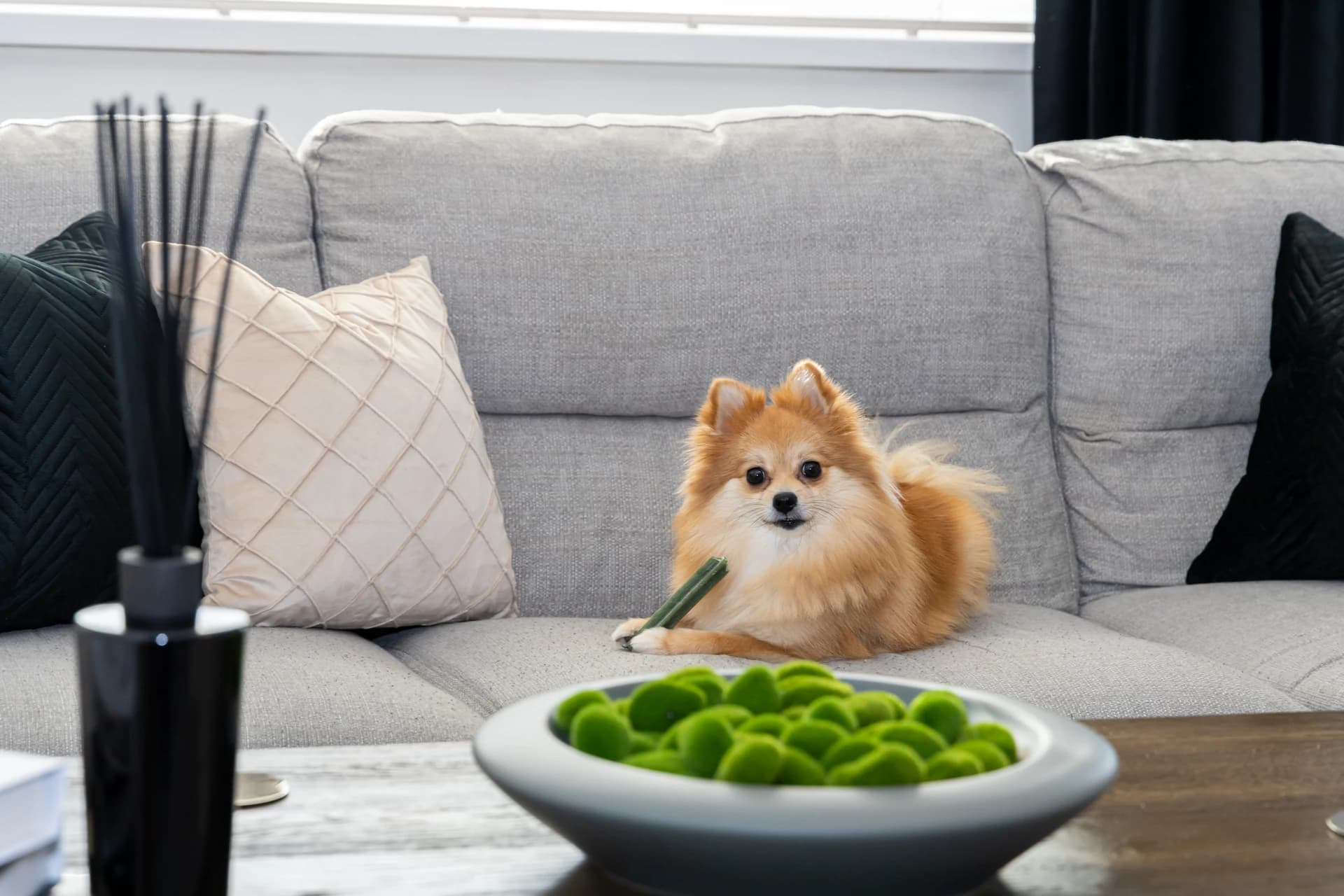 Small dog relaxing on the sofa at dog-friendly Amberwood Drive, near Manchester Airport